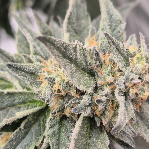 Ice cream cake 🍰 & permanent marker🖊(65-73bt) growlog timeline photo
