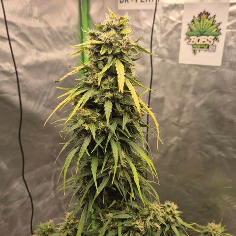 💚CHOCOLOPE 🍫 ☕️auto (56-63 BT) growlog timeline photo