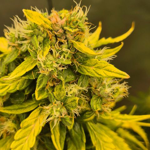 💚CHOCOLOPE 🍫 ☕️auto (56-63 BT) growlog timeline photo