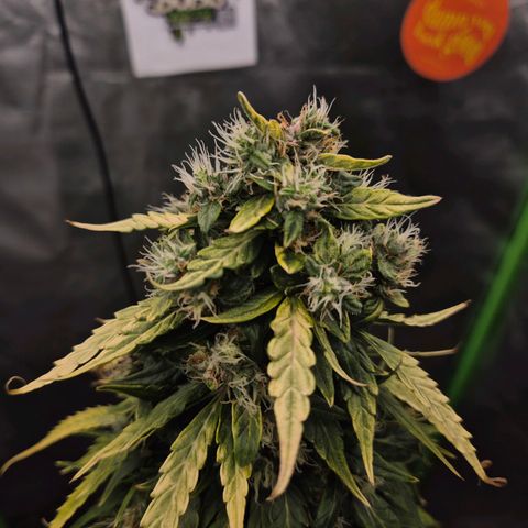 💚CHOCOLOPE 🍫 ☕️auto (56-63 BT) growlog timeline photo