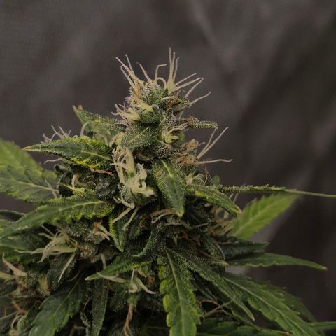 💚CHOCOLOPE 🍫 ☕️auto (56-63 BT) growlog timeline photo