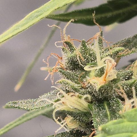 💚CHOCOLOPE 🍫 ☕️auto (56-63 BT) growlog timeline photo