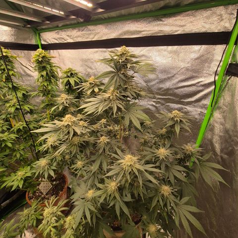Mimosa evo stecki  🍊🍋🍍 (65-70bt) growlog timeline photo