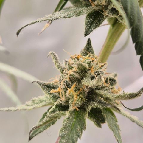 Ice cream cake 🍰 & permanent marker🖊(65-73bt) growlog timeline photo