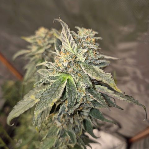 Ice cream cake 🍰 & permanent marker🖊(65-73bt) growlog timeline photo