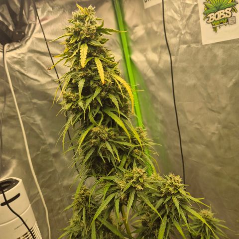💚CHOCOLOPE 🍫 ☕️auto (56-63 BT) growlog timeline photo