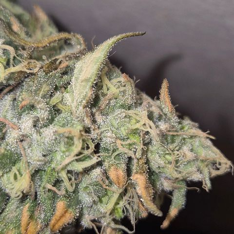 ICE 💚🧊 (63-70bt) growlog photo: Die entfernten Äste 