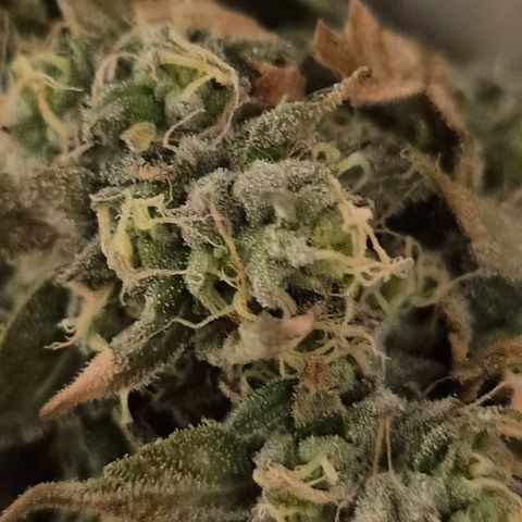 ICE 💚🧊 (63-70bt) growlog photo: Die entfernten Äste 
