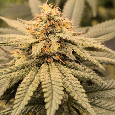 Mimosa evo stecki  🍊🍋🍍 (65-70bt) growlog timeline photo