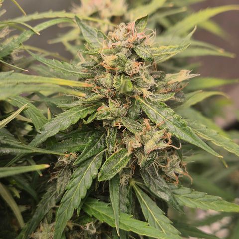 💚CHOCOLOPE 🍫 ☕️auto (56-63 BT) growlog timeline photo