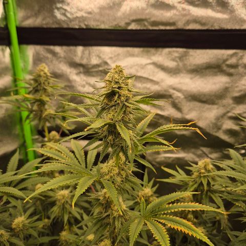 Tangerine dream 🌴 (60-65bt)  growlog timeline photo