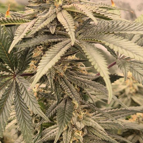 Mimosa evo stecki  🍊🍋🍍 (65-70bt) growlog timeline photo