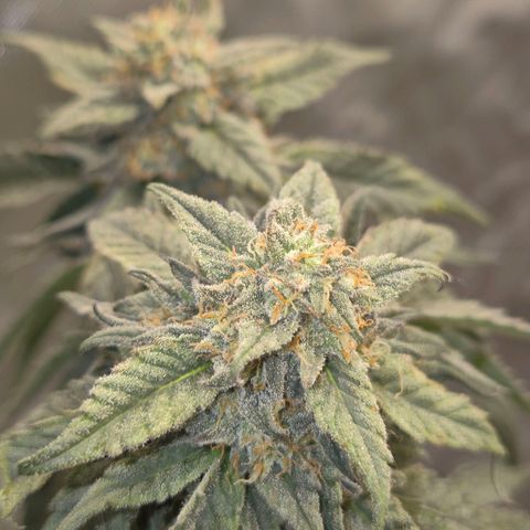 Ice cream cake 🍰 & permanent marker🖊(65-73bt) growlog timeline photo