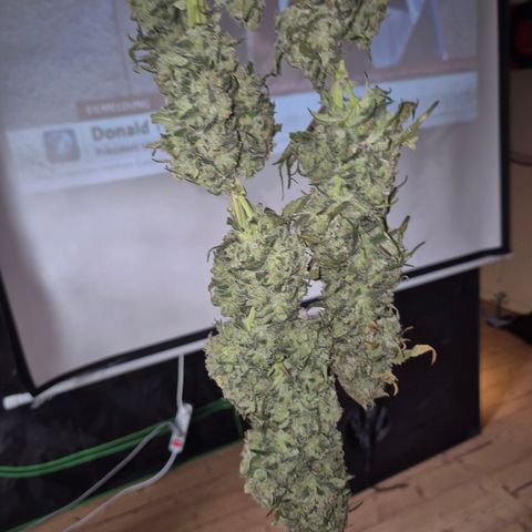 ICE 💚🧊 (63-70bt) growlog timeline photo