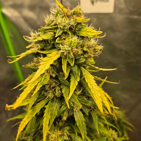 💚CHOCOLOPE 🍫 ☕️auto (56-63 BT) growlog timeline photo