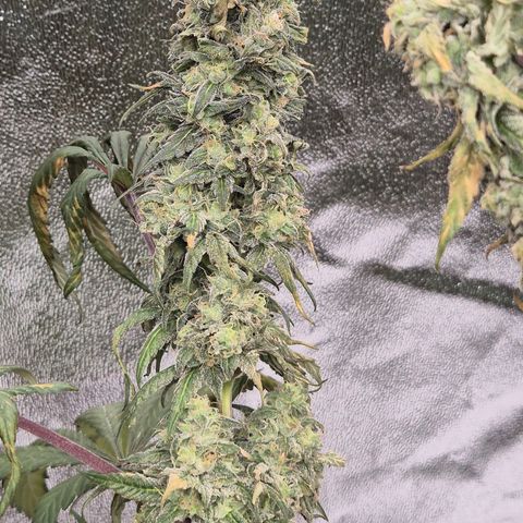 ICE 💚🧊 (63-70bt) growlog photo: 🤔 hmmmm... 