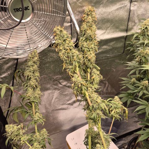 ICE 💚🧊 (63-70bt) growlog photo: 🤔 hmmmm... 