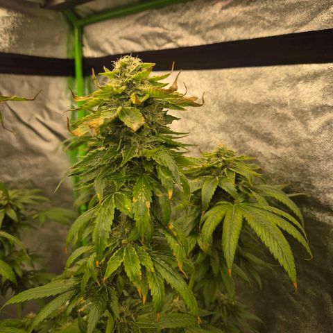 💚Bubba kush 🦝 (56-63 BT) growlog timeline photo