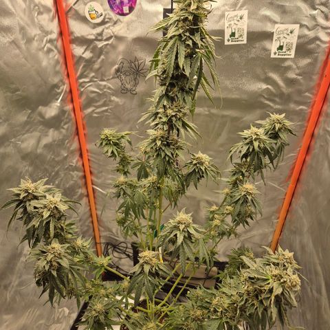 Ice cream cake 🍰 & permanent marker🖊(65-73bt) growlog timeline photo