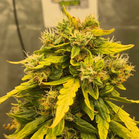 💚CHOCOLOPE 🍫 ☕️auto (56-63 BT) growlog timeline photo