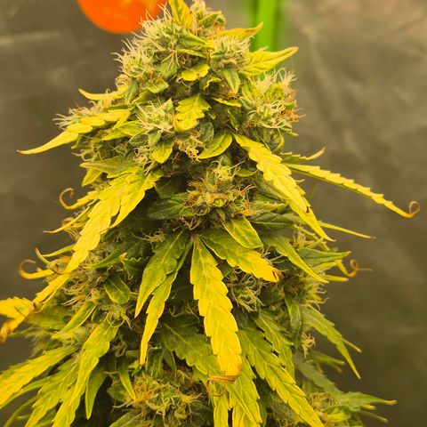 💚CHOCOLOPE 🍫 ☕️auto (56-63 BT) growlog timeline photo