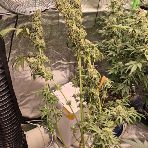 ICE 💚🧊 (63-70bt) growlog photo: Teilgeerntet- hatte Sorge vor schimmel. 