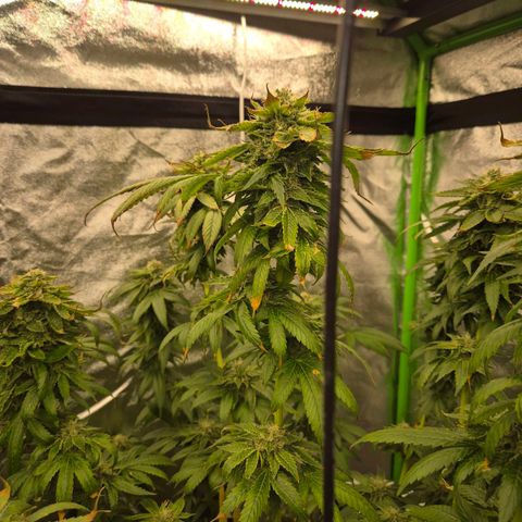💚Bubba kush 🦝 (56-63 BT) growlog timeline photo