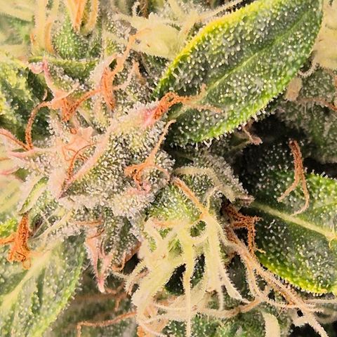 💚CHOCOLOPE 🍫 ☕️auto (56-63 BT) growlog timeline photo
