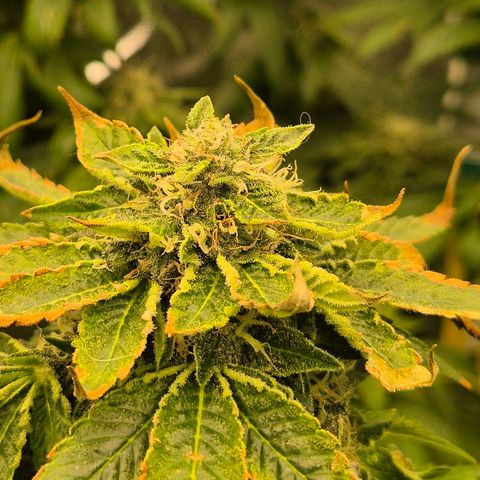 💚Bubba kush 🦝 (56-63 BT) growlog timeline photo