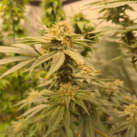 Mimosa evo stecki  🍊🍋🍍 (65-70bt) growlog timeline photo