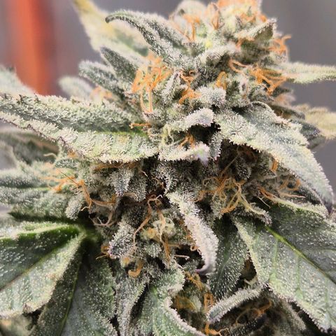 Ice cream cake 🍰 & permanent marker🖊(65-73bt) growlog timeline photo