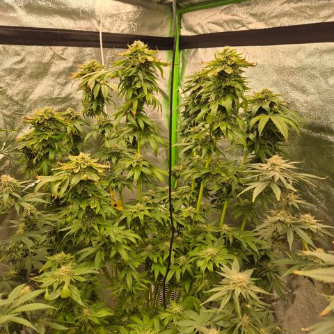 💚Bubba kush 🦝 (56-63 BT) growlog timeline photo