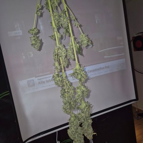 ICE 💚🧊 (63-70bt) growlog timeline photo