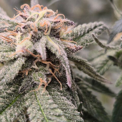 Mimosa evo stecki  🍊🍋🍍 (65-70bt) growlog timeline photo