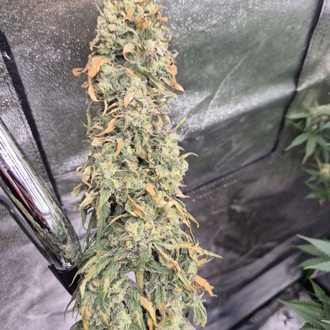 ICE 💚🧊 (63-70bt) growlog photo: 🤔 hmmmm... 