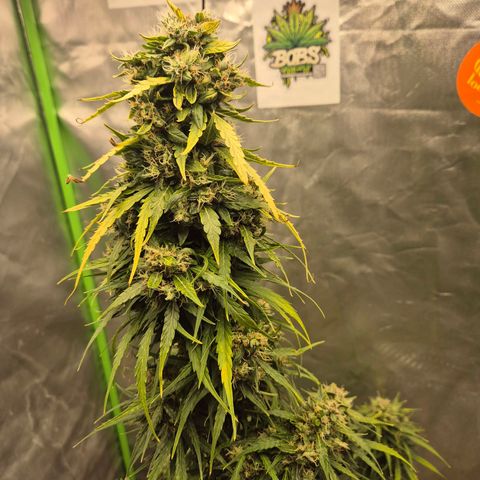 💚CHOCOLOPE 🍫 ☕️auto (56-63 BT) growlog timeline photo