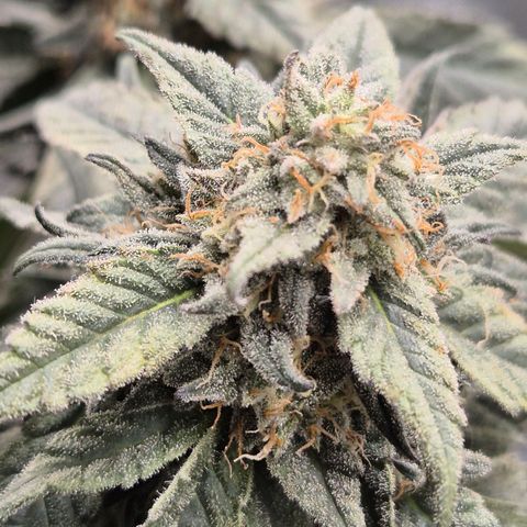 Ice cream cake 🍰 & permanent marker🖊(65-73bt) growlog timeline photo