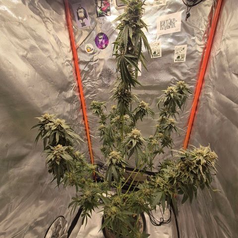 Ice cream cake 🍰 & permanent marker🖊(65-73bt) growlog timeline photo