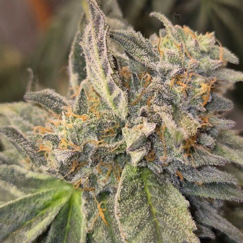Ice cream cake 🍰 & permanent marker🖊(65-73bt) growlog timeline photo