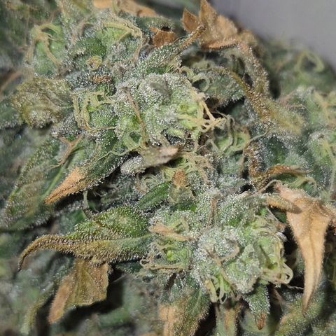 ICE 💚🧊 (63-70bt) growlog photo: Die entfernten Äste 