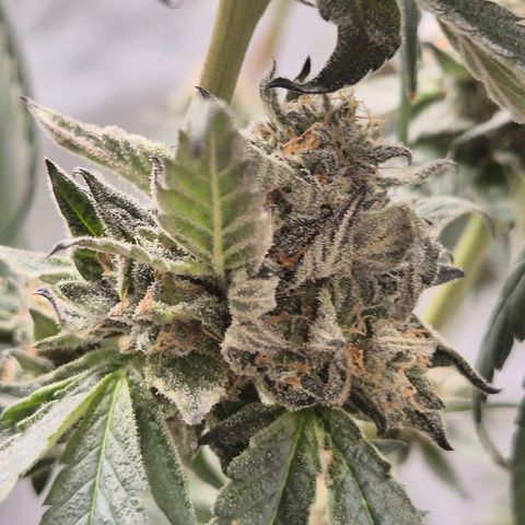 Ice cream cake 🍰 & permanent marker🖊(65-73bt) growlog timeline photo