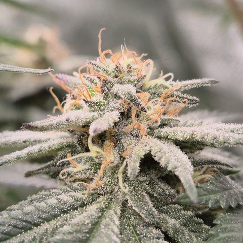 Mimosa evo stecki  🍊🍋🍍 (65-70bt) growlog timeline photo