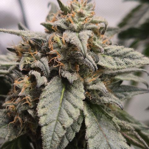 Ice cream cake 🍰 & permanent marker🖊(65-73bt) growlog timeline photo