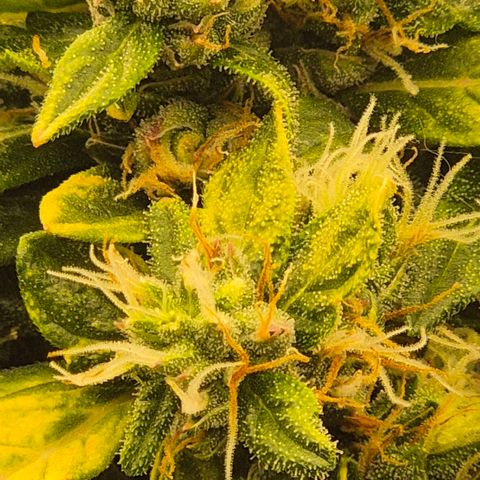 💚CHOCOLOPE 🍫 ☕️auto (56-63 BT) growlog timeline photo