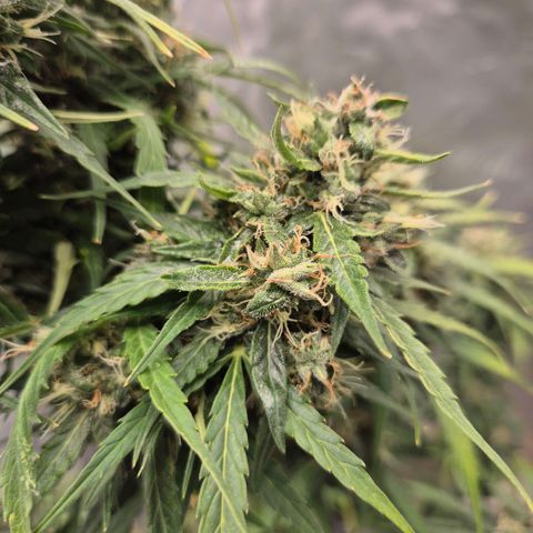 💚CHOCOLOPE 🍫 ☕️auto (56-63 BT) growlog timeline photo