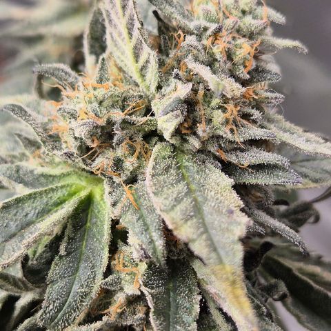 Ice cream cake 🍰 & permanent marker🖊(65-73bt) growlog timeline photo
