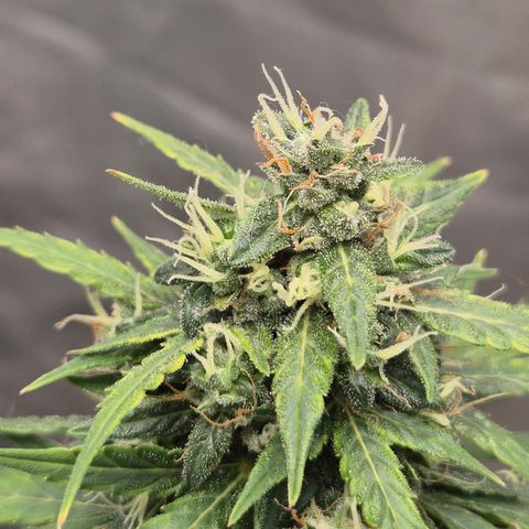 💚CHOCOLOPE 🍫 ☕️auto (56-63 BT) growlog timeline photo