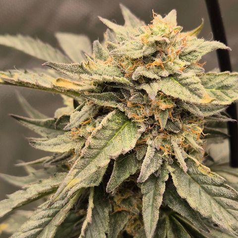 Ice cream cake 🍰 & permanent marker🖊(65-73bt) growlog timeline photo