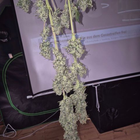 ICE 💚🧊 (63-70bt) growlog timeline photo