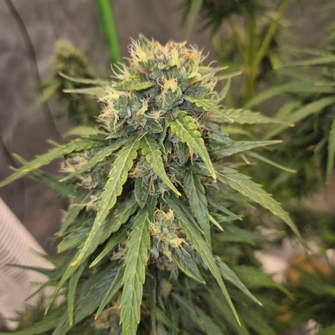 💚CHOCOLOPE 🍫 ☕️auto (56-63 BT) growlog timeline photo